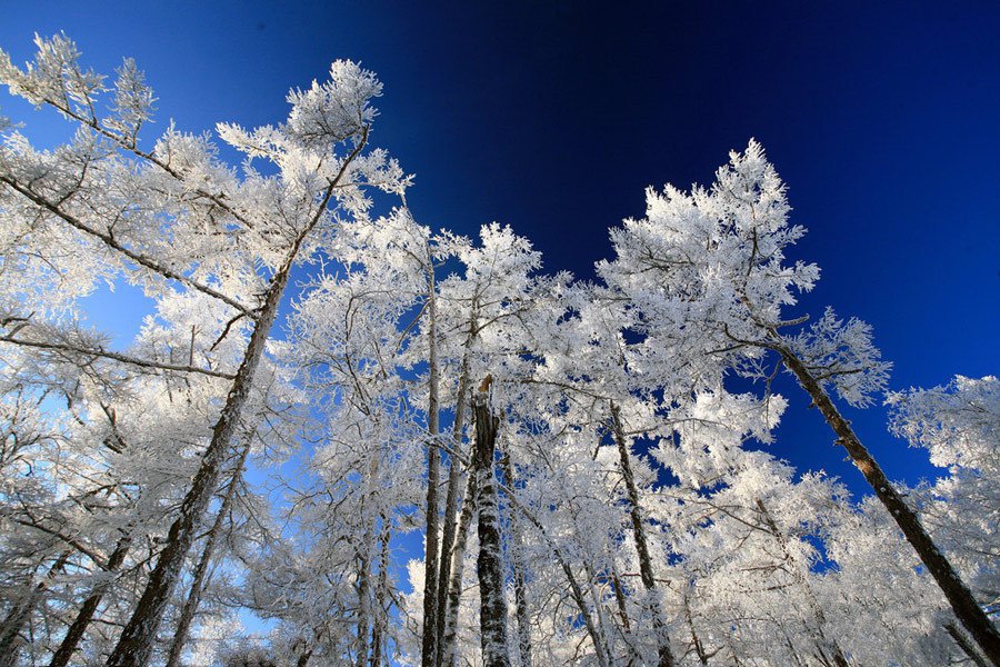 大兴安岭森林冰雪风光,雾凇树挂雪景