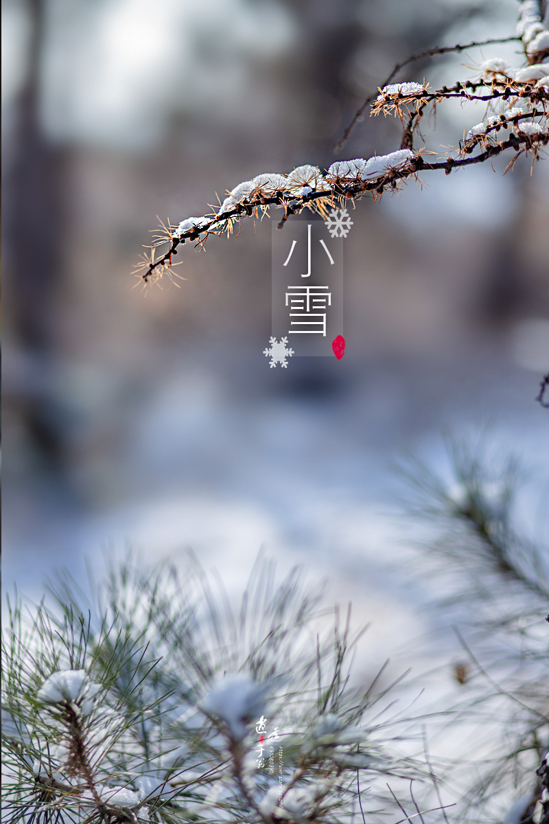 生态节气——小雪 - lightroom摄影photoshop后期