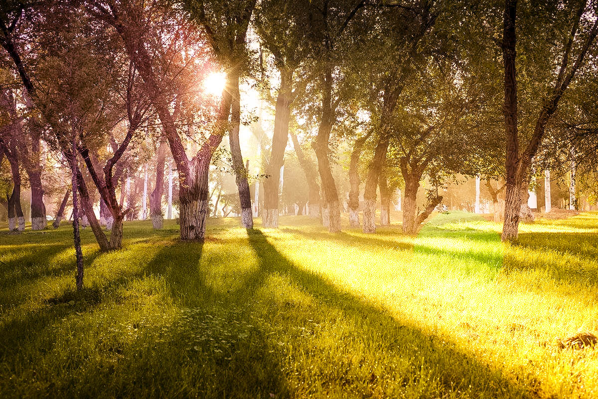 阳光灿烂的小树林-风景色调 - lightroom摄影